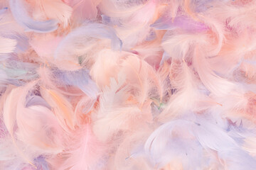 Colorful feather background, top view. © Nikolay