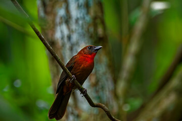 Side view of a vibrant male crimson-backed tanager resting on a thin  branch. It displays its striking red throat and dark brown plumage against a lush, green, blurred rainforest background. © nic