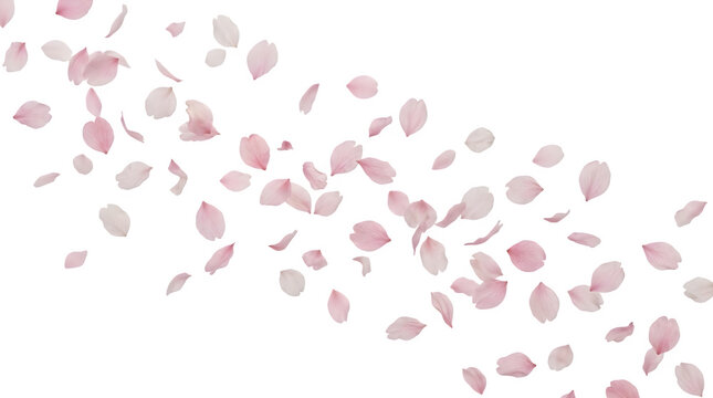 Sakura cherry blossoms petals falling isolated on transparent background