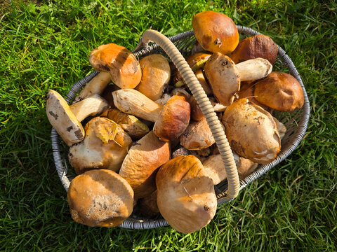Porcini mushroom, Boletus edulis. Porcini mushroom, Boletus edulis. 
A full basket of freshly picked porcini mushrooms.
