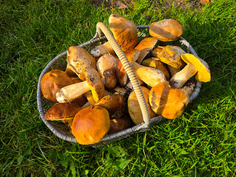 Porcini mushroom, Boletus edulis. Porcini mushroom, Boletus edulis. 
A full basket of freshly picked porcini mushrooms.
