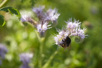 A fat bumblebee drinks nectar from a phacelia flower. Close-up. © ROMAN DZIUBALO