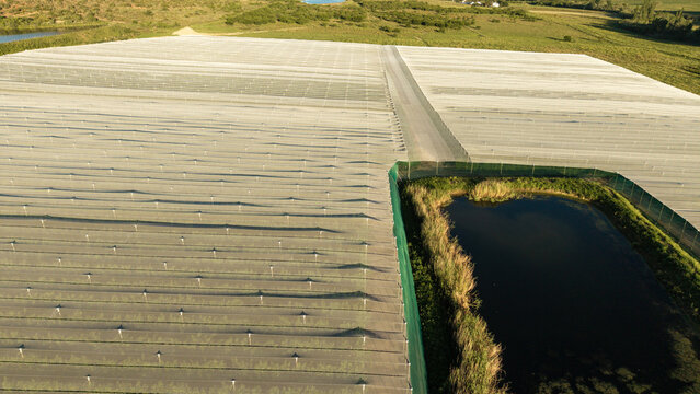 Aerial view of large netted orchards protecting premium fruit crops with a small pond nearby in Balmoral, Western Cape, South Africa.