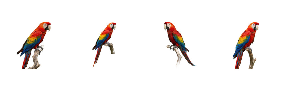 Scarlet Macaw Bird Set, Exotic Tropical Parrots with Bright Red, Yellow, and Blue Plumage on Branches Collection, Rainforest Wildlife Avian Fauna Isolated on White Background Stock Photo