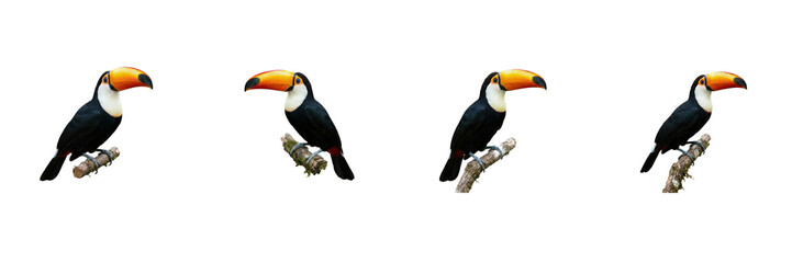 Toco Toucan Bird Set, Exotic Rainforest Birds with Large Colorful Bills on Branches Collection, Tropical Wildlife Avian Fauna Isolated on White Background Stock Photo Image Layout © Tor