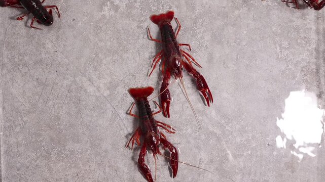 Live Red Crawfish on Wet Concrete Surface