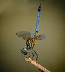 blue dragonfly on leaf © Texas Photographer