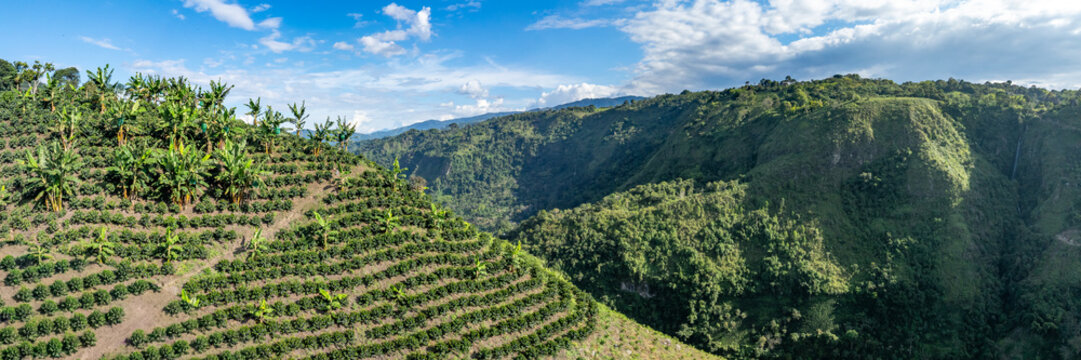 Aerial view of a coffee plantation on a lush hillside with rows of coffee bushes and banana trees under a blue sky.