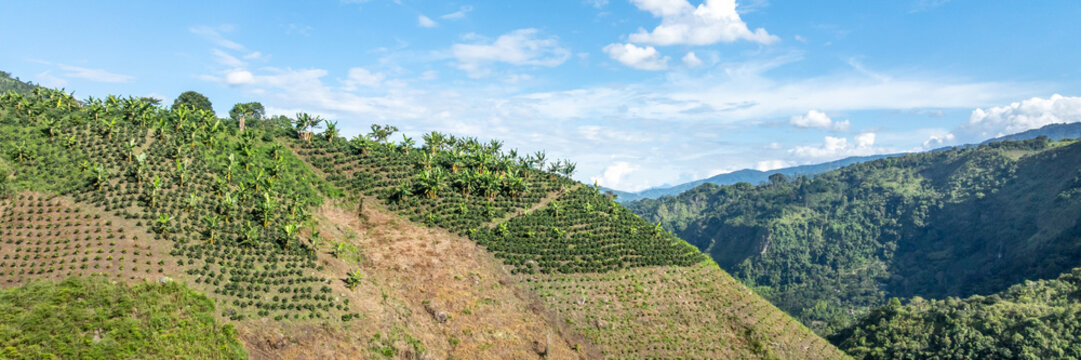 Aerial view of a coffee plantation on a lush hillside with rows of coffee bushes and banana trees under a bright blue sky in Colombia.