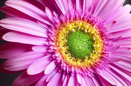 Close-up macro photography of a delicate pink gerbera flower with layered petals, a detailed green center, and yellow florets. 