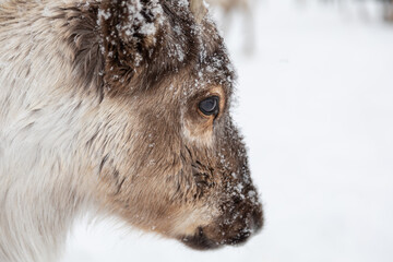 European Reindeer Portrait in Profile with Snow on Fur © SWMedia