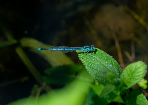 Blue Tailed Damselfly