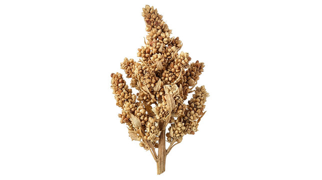 Dried sorghum panicle isolated on black background