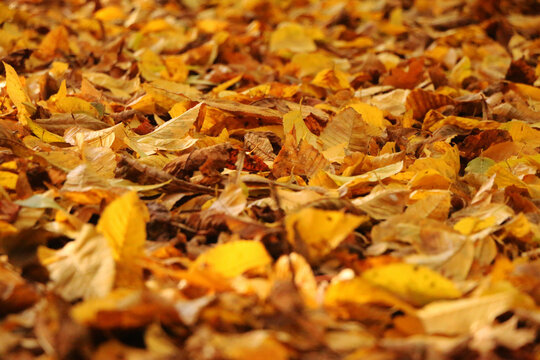 Red squirrel standing on hind legs among golden autumn leaves in warm sunlight