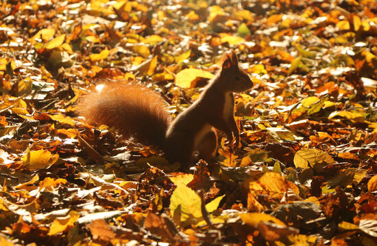 Red squirrel standing on hind legs among golden autumn leaves in warm sunlight