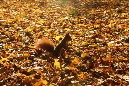 Red squirrel standing on hind legs among golden autumn leaves in warm sunlight