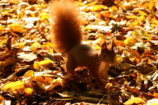 Red squirrel standing on hind legs among golden autumn leaves in warm sunlight