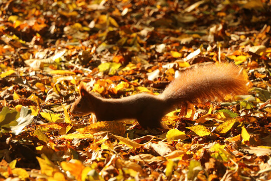 Red squirrel standing on hind legs among golden autumn leaves in warm sunlight