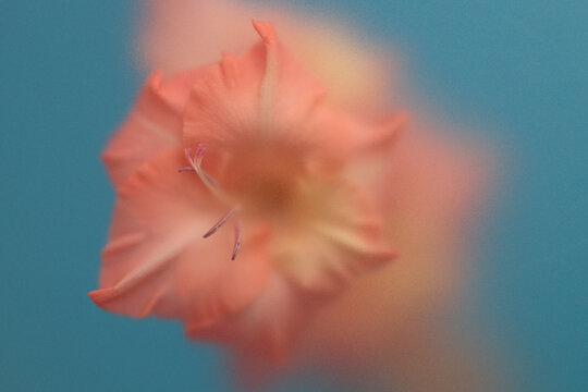 Smoke selected soft focus pink Gladiolus Flower Petals translucent matte frosted glass. Abstract natural blurred grain light fog blue background.