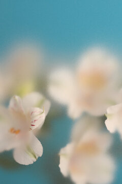 Smoke selected soft focus Alstroemerieae lily flower translucent matte frosted glass. Abstract natural neutral blurred grain light blue fog background.