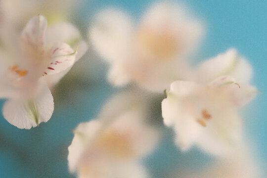 Smoke selected soft focus Alstroemerieae lily flower translucent matte frosted glass. Abstract natural neutral blurred grain light blue fog background.