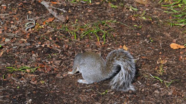 The eastern gray squirrel (Sciurus carolinensis), belonging to the squirrel family (Sciuridae).