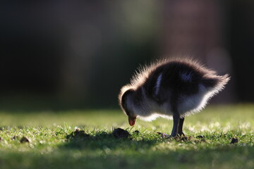 wood duck duckling © Thomas