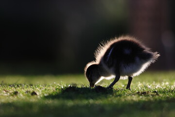 wood duck duckling © Thomas