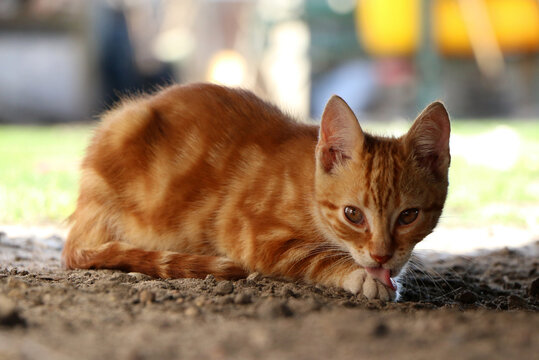 Cute ginger tabby cat meowing outdoors while resting on the ground in natural light