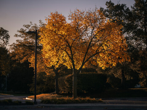 Golden autumn tree leaves glowing in warm late afternoon sunlight beside a quiet parking lot path
