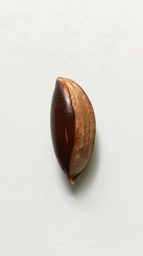 Single mamey sapote seed, Pouteria sapota, large brown shiny pit isolated on white background in Guatemala