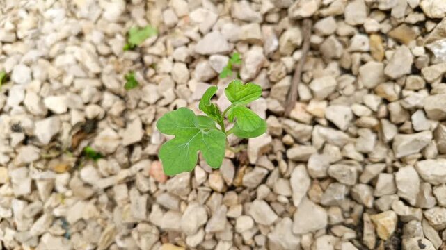 Young watermelon seedling, Citrullus lanatus, small green sprout growing on gravel in Guatemala