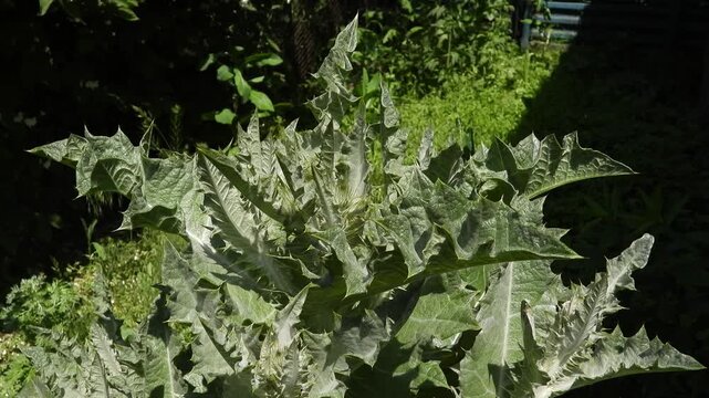 A robust and distinctive thorny plant, possibly a thistle or cardoon, is prominently featured, showcasing its large, deeply lobed, and spiky leaves. The foliage has a unique silvery-green hue and a te