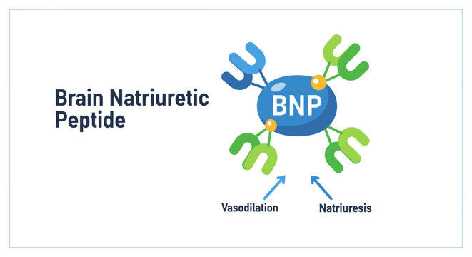 Brain Natriuretic Peptide BNP hormone medical infographic vector illustration showing vasodilation and natriuresis concepts.