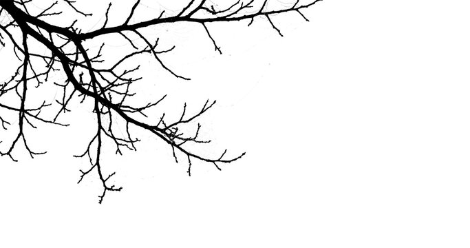 Branches extend boldly from the upper left corner, casting dramatic black shadows with intricate wooden textures across a brilliant white expanse.