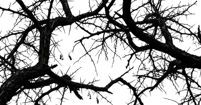 Thorny tree branches forming an interwoven cage structure with sharp needles projecting outward in high contrast black and white graphic composition.