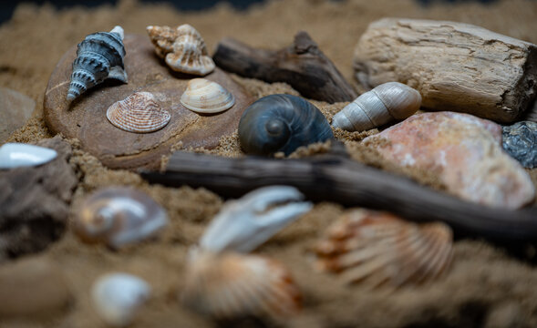 Still life of shells and artifacts shaped and returned by the sea