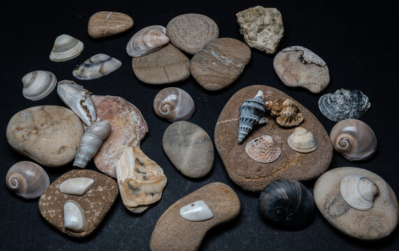 Still life of shells and artifacts shaped and returned by the sea