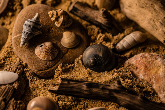 Still life of shells and artifacts shaped and returned by the sea