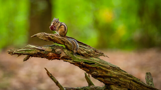 Streifenh&ouml;rnchen auf einem Baumstamm