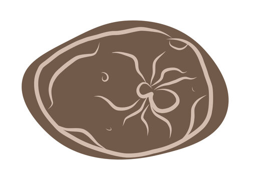 Hand drawn fossil stone with ancient insect imprint. Prehistoric bug fossil vector illustration in vintage natural history style.