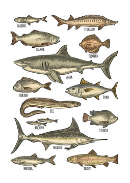 Set hand drawn vintage engrave illustration isolated. Vector clip art collection different fish. Shark, tuna, salmon, tilapia, trout, flounder, dorado, anchovy, eel, sardine, sturgeon, herring, marlin