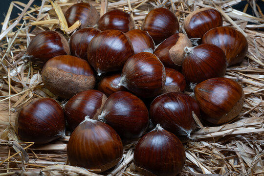 The quintessential autumn fruit: the chestnut