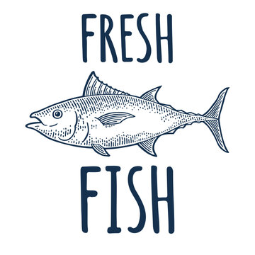 Fresh Fish typography vector label with hand drawn tuna illustration in vintage engraving style on white background. Poster concept for seafood market or restaurant.