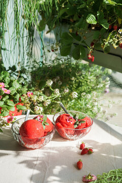Homemade strawberry sorbet served in glass bowls on a sunlit table surrounded by lush herbs and strawberry plants in a balcony garden. Refreshing summer dessert in a natural urban garden setting
