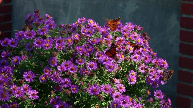 Monarch butterflies gathering on vibrant purple aster blossoms in a prairie garden in Nebraska
