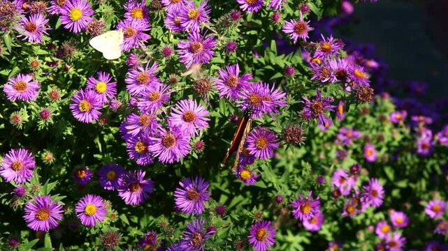 Monarch butterflies gathering on vibrant purple aster blossoms in a prairie garden in Nebraska