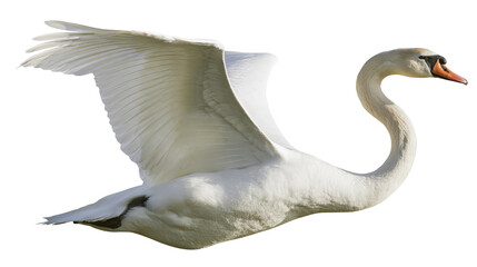Isolated elegant white swan with magnificent wings outstretched, flying in dynamic pose. © Ciara