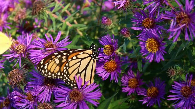 Monarch butterflies gathering on vibrant purple aster blossoms in a prairie garden in Nebraska