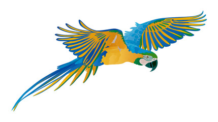 Isolated vibrant colorful macaw parrot in flight, a majestic tropical bird illustration. © Ciara